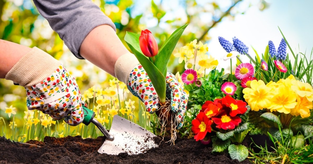 Весенние первоцветы - посадка и подбор растений для озеленения участка